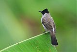 Sooty-headed Bulbul